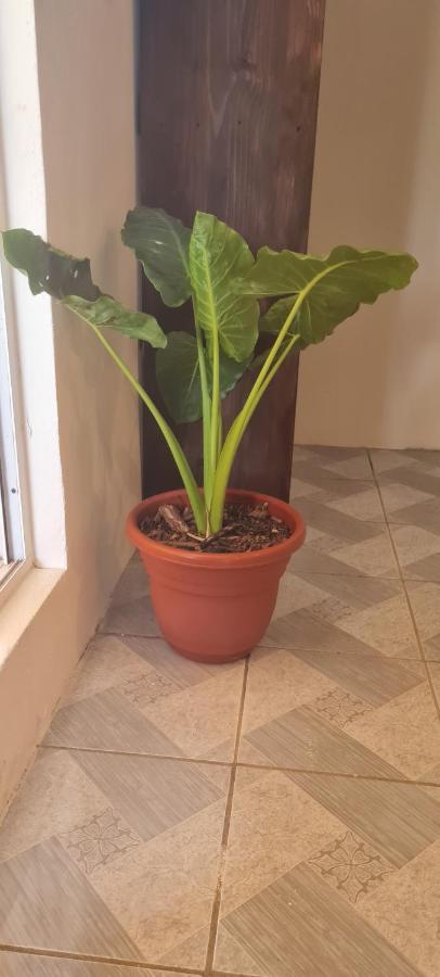 Casa Choco Otel Mazunte Dış mekan fotoğraf